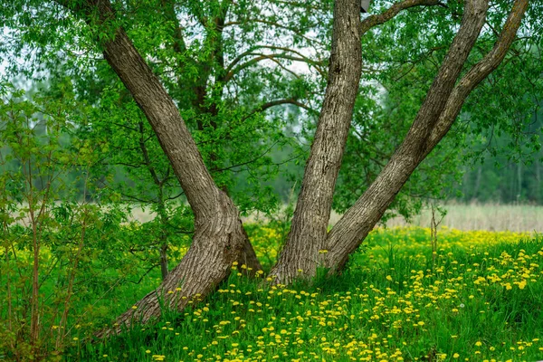 Ağaç Gövdeleri Yaz Doğada Çiçek Açan Çiçekler — Stok fotoğraf