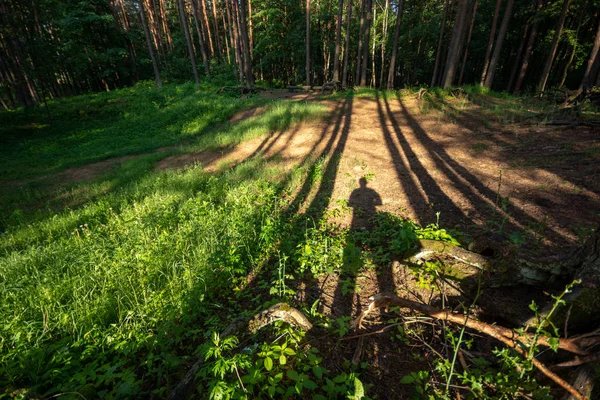 shadow of person on ground in summer sunny forest