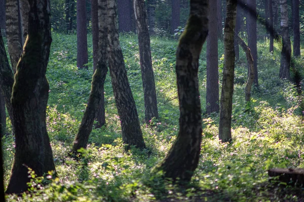 Troncs Arbres Feuillage Vert Dans Forêt Été — Photo