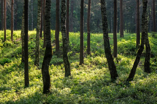 Pnie Drzew Zielonych Liści Lesie Lato — Zdjęcie stockowe