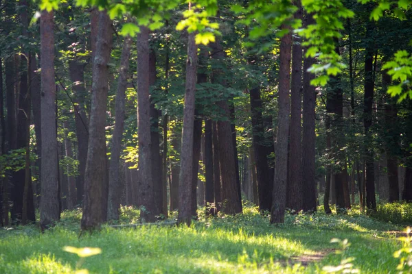 Troncos Árvores Folhagem Verde Floresta Verão — Fotografia de Stock