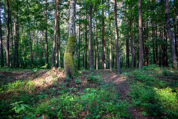 Trädstammar Och Gröna Blad Sommar Skog — Stockfoto