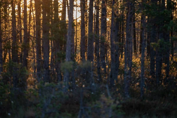 Luz Solar Brilhando Através Troncos Árvores Floresta Verão — Fotografia de Stock