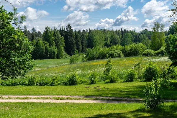 Platteland Landschap Van Groene Bomen Vegetatie Zonnige Zomerdag — Stockfoto