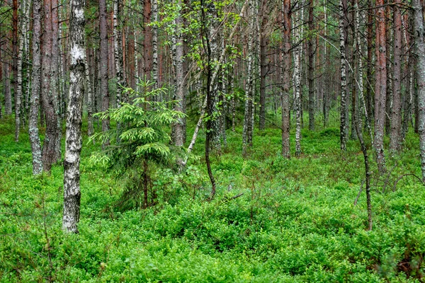 Стволы Деревьев Зеленая Листва Летнем Лесу — стоковое фото