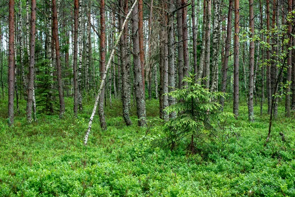 Troncos Árvores Folhagem Verde Floresta Verão — Fotografia de Stock