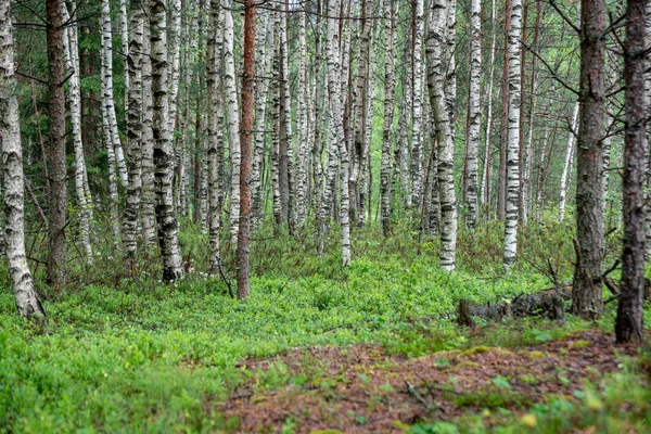 Стовбури Дерев Зелене Листя Літньому Лісі — стокове фото