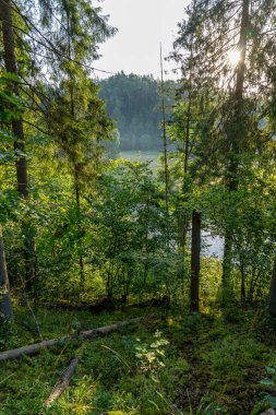 yeşil ağaç dalları ormandaki sakin göl manzarası