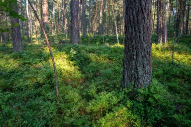 ağaç gövdeleri ve yaz ormandaki yeşil yeşillik