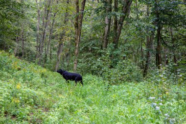 yaz yeşil yeşillik ve arka plan üzerinde siyah köpek ormanıyla