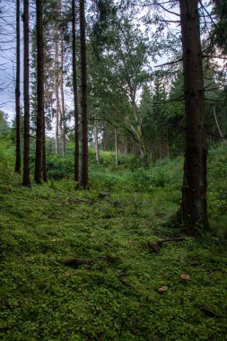 ağaç gövdeleri ve yaz ormandaki yeşil yeşillik