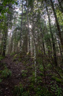 arka plan ağaç gövdeleri yeşil orman
