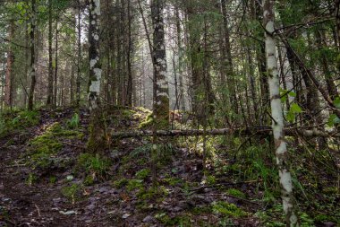 arka plan ağaç gövdeleri yeşil orman