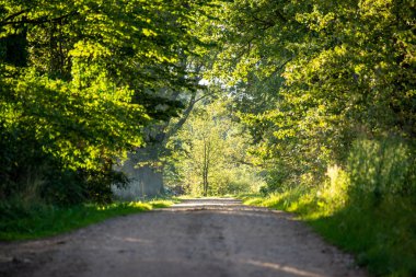 turist patika yeşil yeşillik ile yaz ormandaki