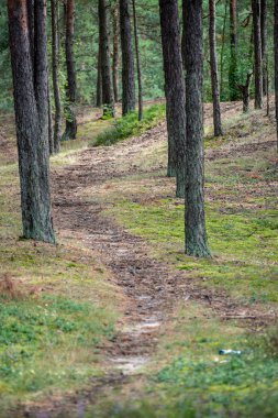 yeşil yaz yeşillik ile orman patika yürüyüş Turizm