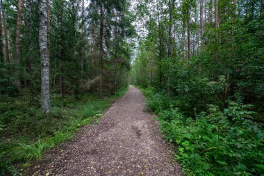 yeşil yaz yeşillik ile orman patika yürüyüş Turizm