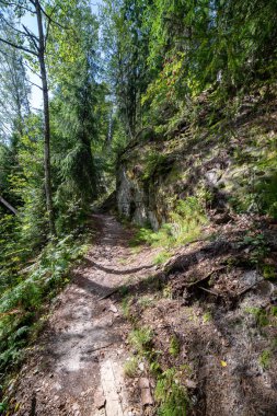 yeşil yaz yeşillik ile orman patika yürüyüş Turizm