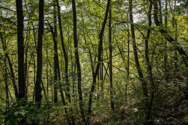 yeşil yaz ormandaki ağaç altındaki çalılık görünümünü