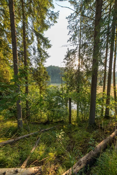 Vista Lago Calmo Através Galhos Árvores Verdes Floresta — Fotografia de Stock