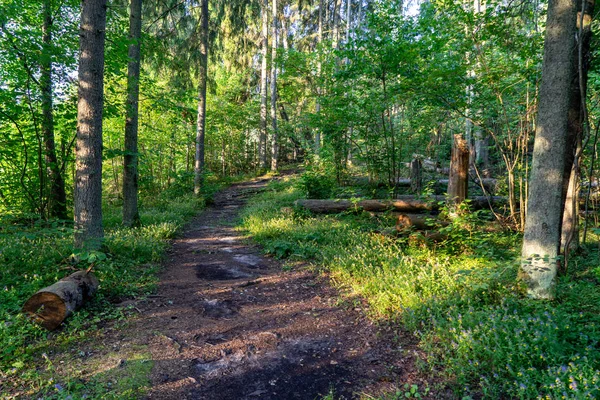Chodnik Turystyczny Lesie Zielone Lato Słońcu — Zdjęcie stockowe