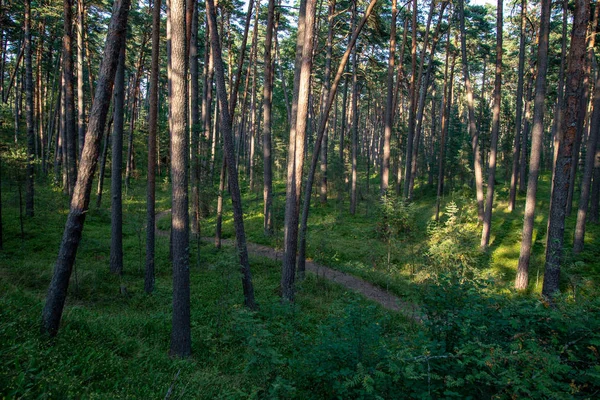 Troncos Árboles Follaje Verde Bosque Verano —  Fotos de Stock