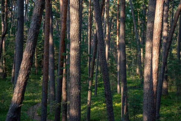 Baumstämme Und Grünes Laub Sommerwald — Stockfoto