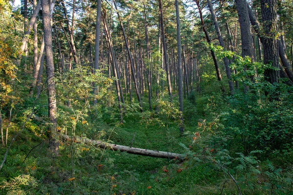 Kmeny Stromů Zelené Listí Lese Létě — Stock fotografie