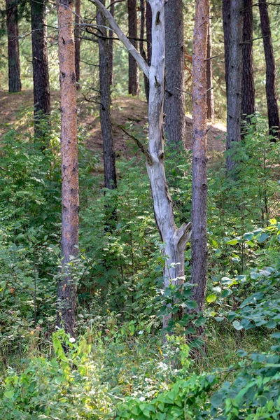 Kmeny Stromů Zelené Listí Lese Létě — Stock fotografie
