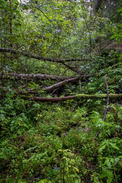 Sottobosco Nella Foresta Estiva Con Fogliame Verde — Foto Stock