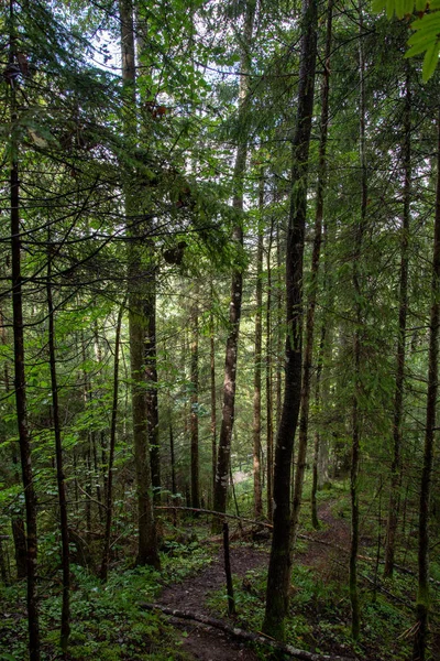 Touristischer Fußweg Sommerwald Mit Grünem Laub — Stockfoto