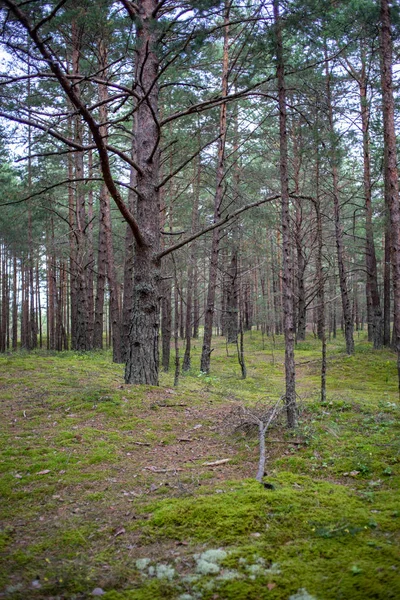 Turystyczne Zwiedzanie Chodnik Lesie Zielone Lato Liści — Zdjęcie stockowe