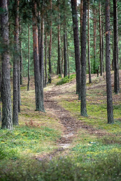 Sentier Pédestre Touristique Forêt Avec Feuillage Vert Été — Photo