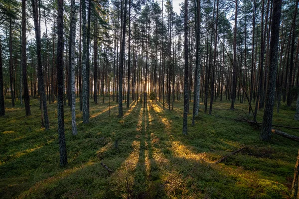 阳光透过树木在夏季森林中的树干上闪耀 — 图库照片