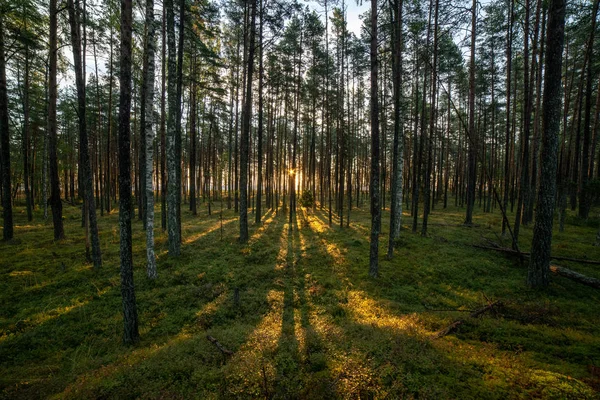 Luz Solar Brilhando Através Troncos Árvores Floresta Verão — Fotografia de Stock
