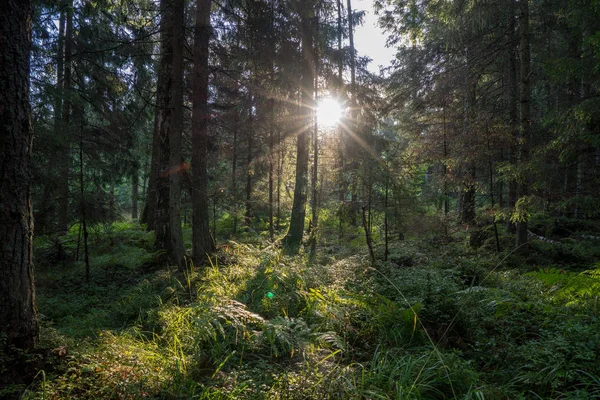 숲에서 줄기를 빛나는 — 스톡 사진