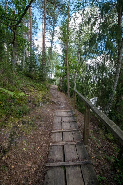 Toeristische Houten Wandelen Voetpad Het Groene Woud — Stockfoto