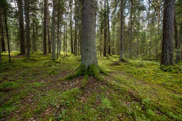 Fundo Troncos Árvore Floresta Verde — Fotografia de Stock