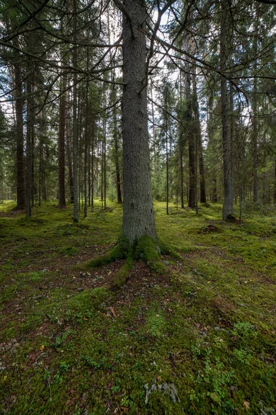 Sfondo Tronchi Albero Nella Foresta Verde — Foto Stock