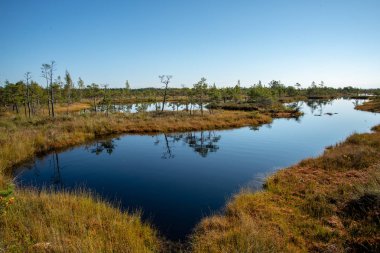 Yansımalar boyunda çam ağaçlarının içinde Göl su doğada mavi gökyüzü altında sakin