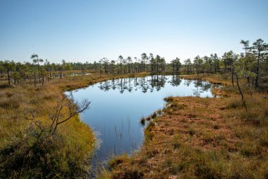 Yansımalar boyunda çam ağaçlarının içinde Göl su doğada mavi gökyüzü altında sakin