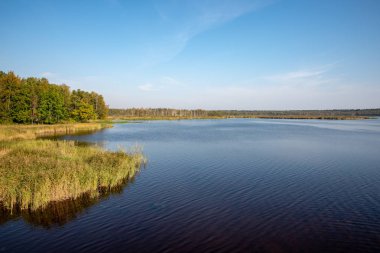 güzel yaz manzara nehir kıyıları ve mavi gökyüzü üzerinde woods ile