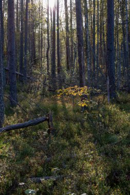 güneş ışığı yaz ormandaki ağaç gövdeleri parlıyor