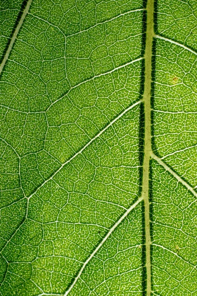 Zelená Makro Pozadí Listu Liniemi Textury — Stock fotografie