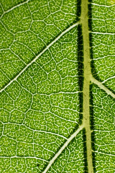 Tło Zbliżenie Zielony Liść Liniami Tekstura — Zdjęcie stockowe