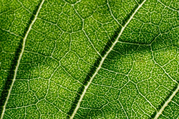 Macro Fond Vert Feuille Avec Lignes Texture — Photo