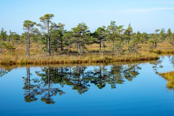 Spiegelungen Hoher Kiefern Ruhigen Seewasser Unter Blauem Himmel Der Natur — Stockfoto