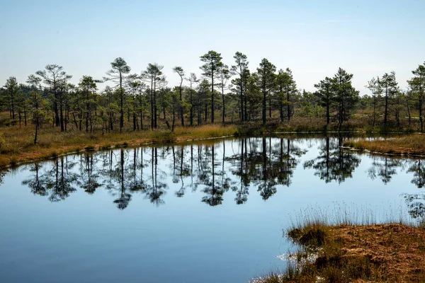 Reflecties Van Hoge Dennenbomen Rust Meerwater Onder Blauwe Lucht Natuur — Stockfoto