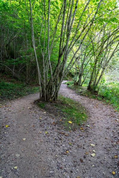 Sendero Turístico Pie Bosque Con Follaje Verde Verano —  Fotos de Stock