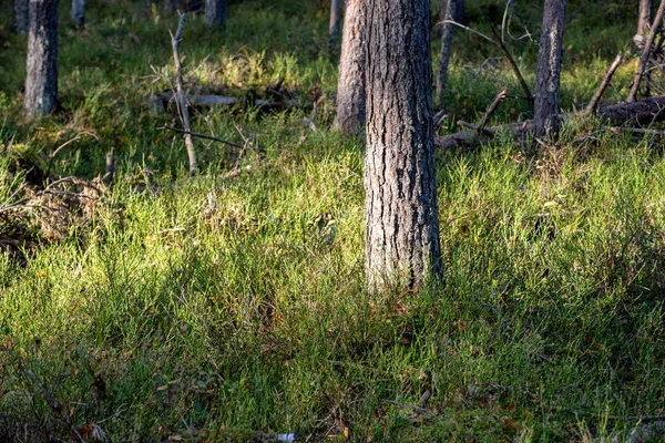 Luce Del Sole Che Splende Attraverso Tronchi Albero Nella Foresta — Foto Stock