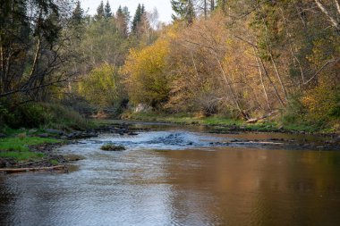 sakin yeşil orman nehirde peyzaj